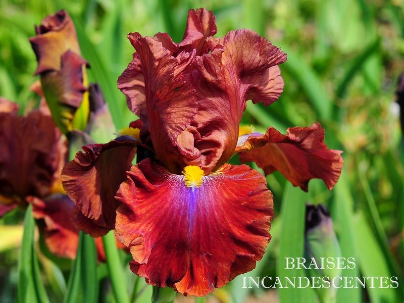 BRAISES INCANDESCETES
